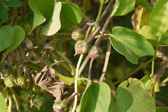 Ipomoea perlonga